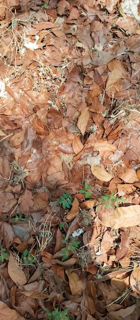 Trockene Blätter fallen Trockener Blatthintergrund aus nächster Nähe