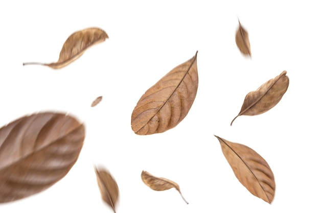 trockene Blätter fliegen auf weißem Hintergrund Bewegungsunschärfe Bild