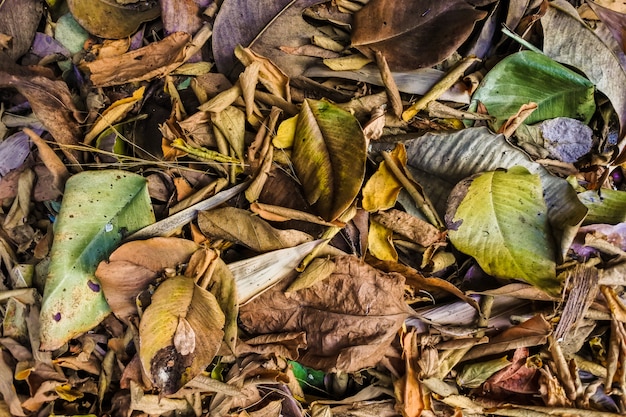 Trockene Blätter Hintergrund