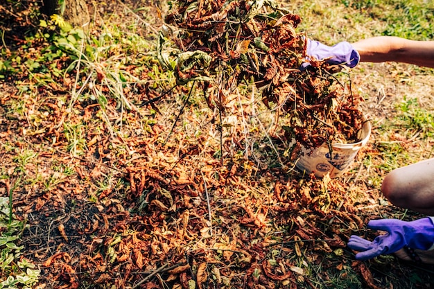 Trockene Blätter im Garten ernten Nahaufnahme Personenhände in Gummihandschuhen, die abgefallenes Blatt von gr sammeln