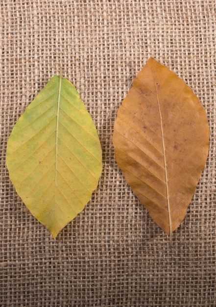 Trockene Blätter im Herbst in Sicht