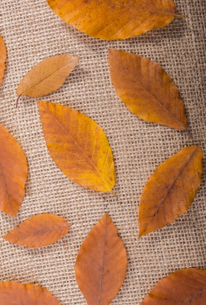 Trockene Blätter im Herbst in Sicht