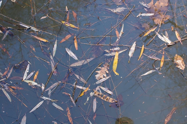 Trockene Blätter im Herbst in Sicht