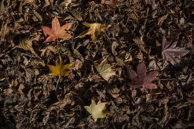 Trockene Blätter im Herbst in Sicht