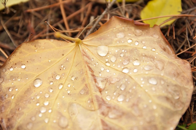 Trockene Blätter im Herbst mit Regentropfen auf dem Boden bedeckt Nahaufnahme von gefallenen bunten Herbstblättern