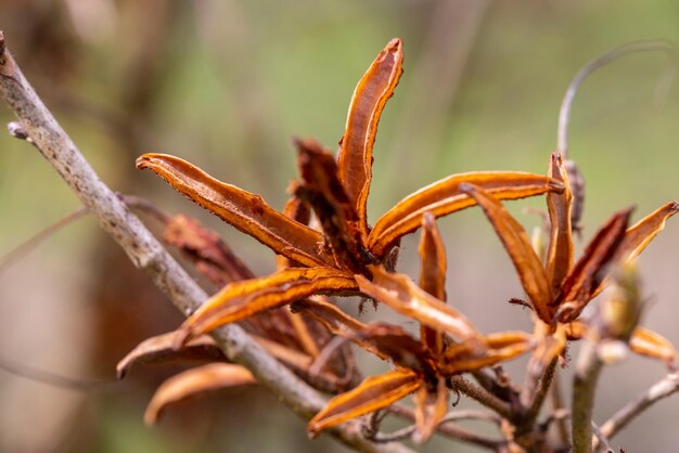 Trockene Blätter von Rhododendron-Samenkapseln