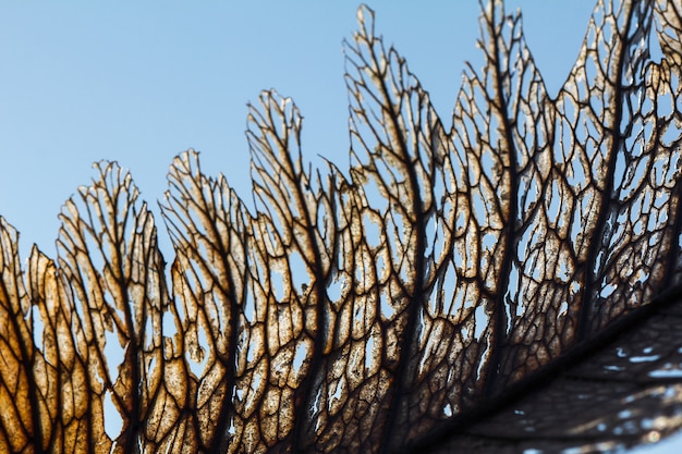 Trockene Blattbeschaffenheit in der schönen Natur. Trocknen Sie Blätter auf einem Himmelhintergrund