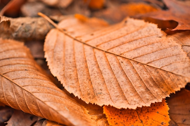 Trockene Blattstruktur und Naturmakrohintergrund. Oberfläche der braunen Blätter Material abstrakt Natur entspannen