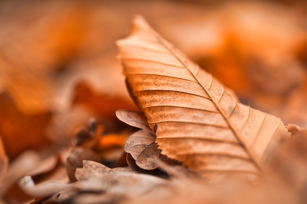 Trockene Blattstruktur und Naturmakrohintergrund. Oberfläche der braunen Blätter Material abstrakt Natur entspannen