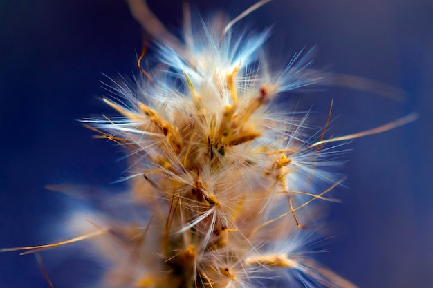 Trockene Blume mit Samen mit blauem Hintergrund