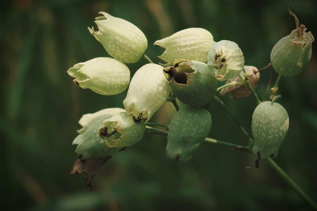 Foto trockene blumen