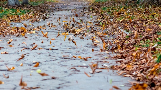 Trockene braune Blätter auf dem Bürgersteig im Herbst