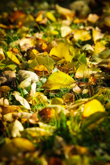 Trockene gefallene Blätter, die auf grünem Gras liegen. Draußen sonniger Herbsttag.