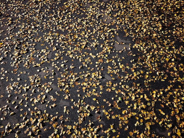 Trockene gelbe Blätter auf dem Asphalt im sonnigen Herbst.