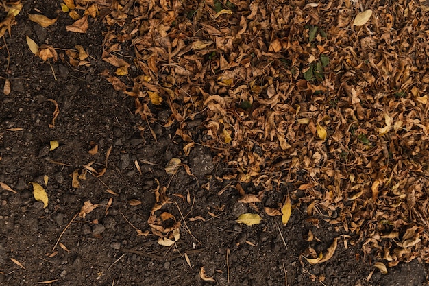 Trockene gelbe Herbstbaumblätter auf dem Boden