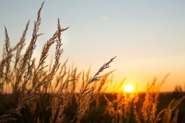 Trockene Grasrispen der Pampa gegen orangefarbenen Himmel mit untergehender Sonne.