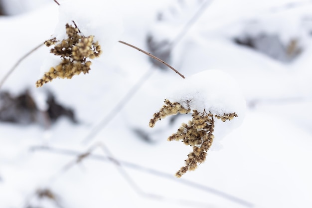 Trockene Graszweige auf dem Hintergrund der Winternatur