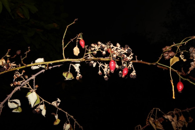 Trockene Hagebutte und Brombeerfrucht