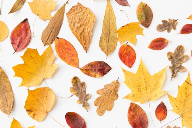trockene Herbstblätter auf weißem Hintergrund