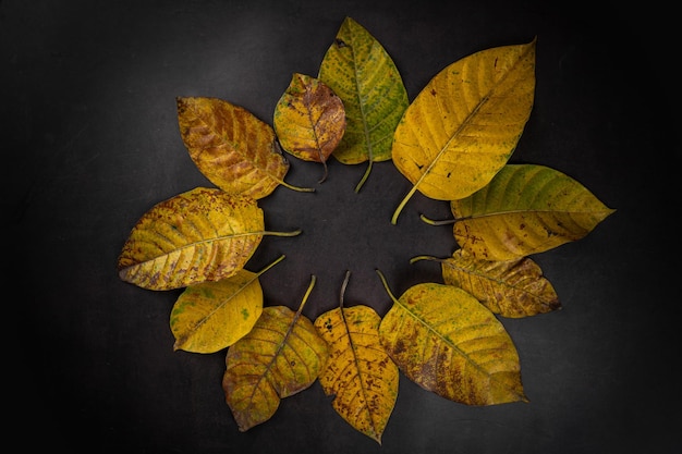 Trockene Herbstblätter liegen flach auf schwarzem Hintergrund mit Kopierraum