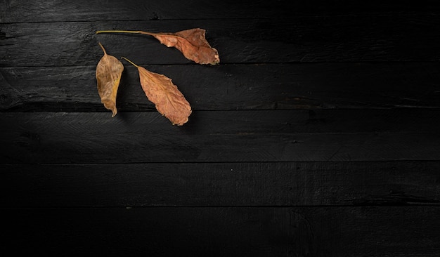 Trockene Herbstblätter liegen flach auf schwarzem Hintergrund mit Kopierraum