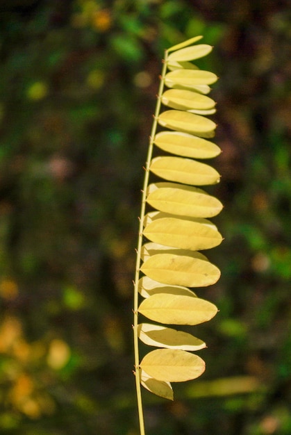 Trockene Herbstblätter