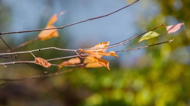Trockene Herbstorangenblätter auf einem Ast