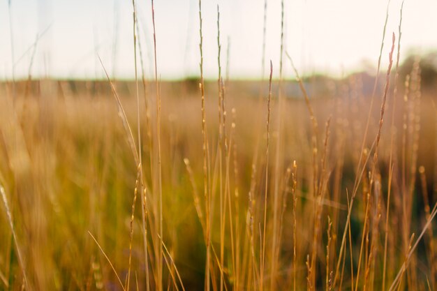 Trockene Ährchen auf einem Feld an einem sonnigen Tag