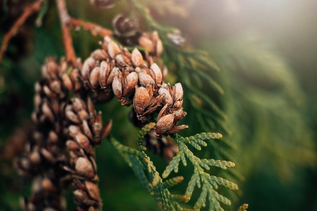 Trockene Kegel von Nadelbäumen Thuja grüne Zweige Weihnachtshintergrund