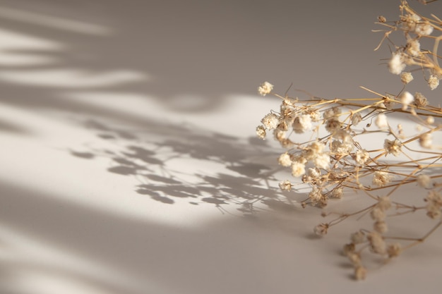 Trockene kleine Gypsophila-Blüten mit Schatten auf beigem Hintergrund Variabler Fokus