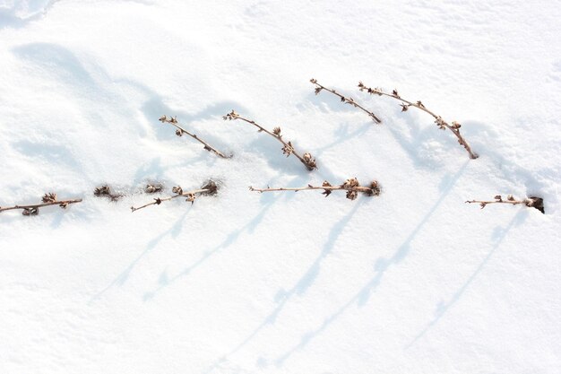 Trockene Königskerzenpflanze auf Schnee