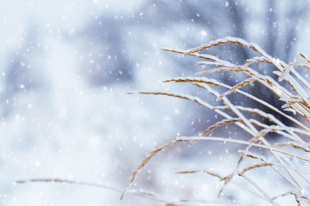 Trockene, mit Eis bedeckte Pflanzenzweige bei schlechtem Wetter im Winter Vereisung im Winter bei Tauwetter und Frost