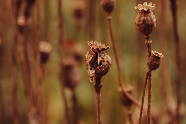 Trockene Mohnpflanze im Garten hautnah