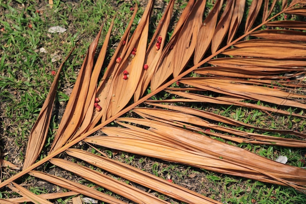 Foto trockene palme auf dem boden