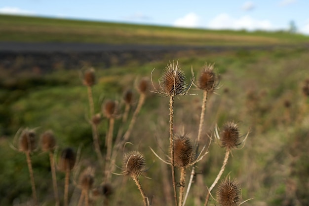 Trockene Pflanze im Feld.