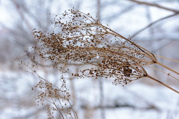 Trockene Pflanze im Winter hautnah. Winterlandschaft.