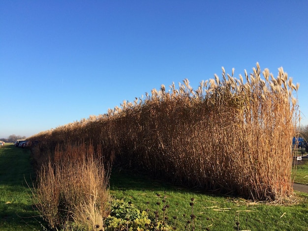 Foto trockene pflanzen auf dem feld vor klarem blauen himmel