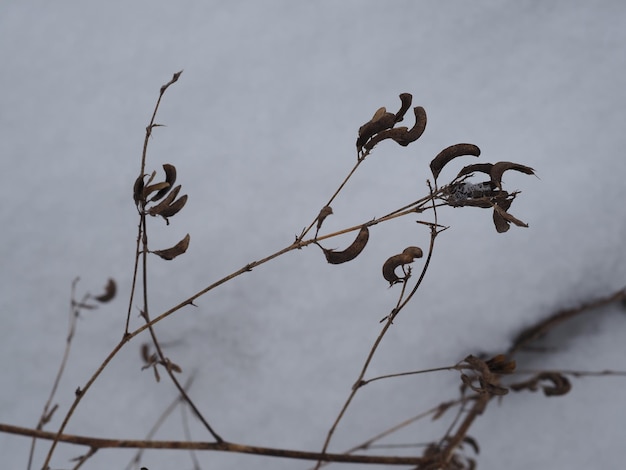 Trockene Pflanzen auf einer Winterwiese