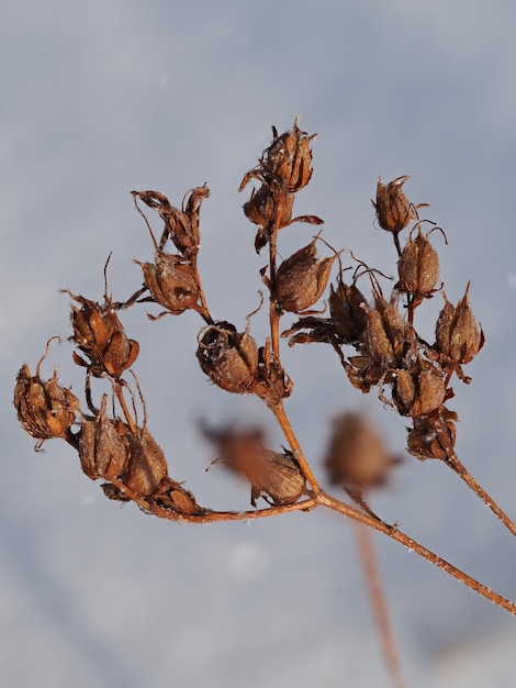 trockene Pflanzen auf einer Winterwiese.