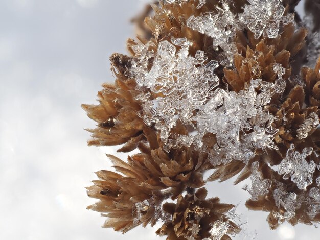 trockene Pflanzen auf einer Winterwiese