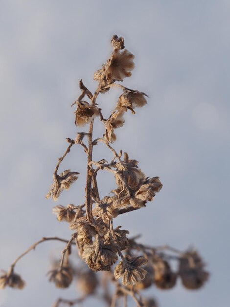 trockene Pflanzen auf einer Winterwiese