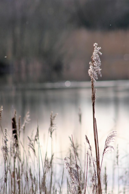 Foto trockene pflanzen gegen den see im winter