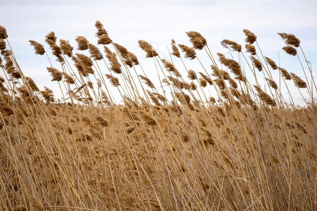 Trockene Pflanzen Schilf auf See vor blauem Himmel natürlichen Hintergrund Umwelt Trost in der Natur