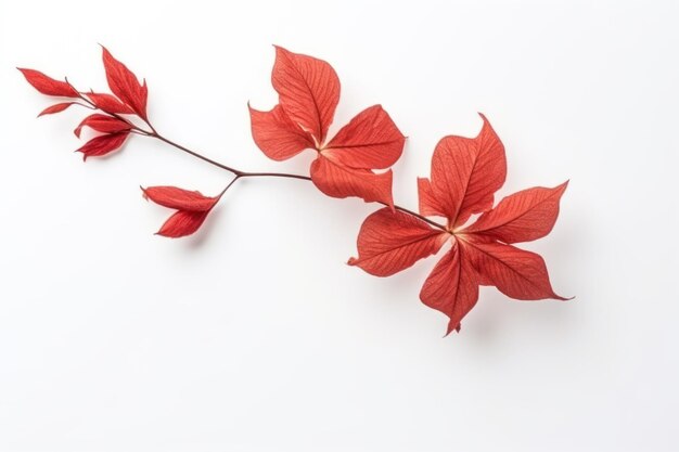 Trockene rote Sinensis-Blume auf weißem Hintergrund, flache Draufsicht mit leerem Raum