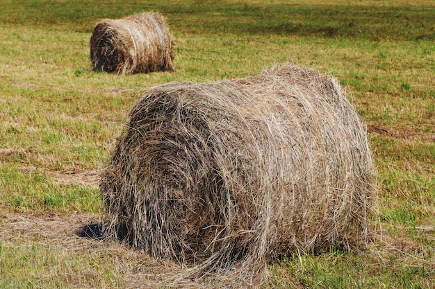 Trockene runde Heuballen auf Feld