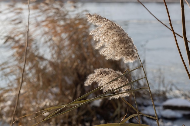 Trockene Schilfblume im Wind