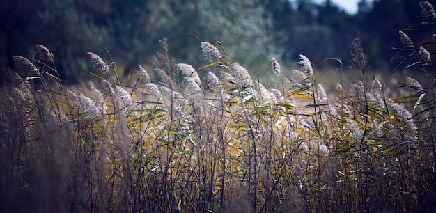 Trockene Schilfstiele am Teich wiegen sich an einem Herbsttag im Wind, Ukraine