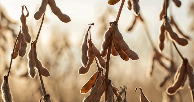 Trockene Sojabohnenplantage bei Sonnenuntergang