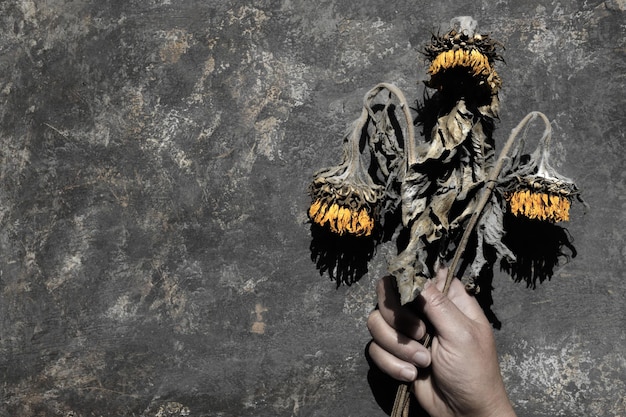 Trockene Sonnenblumenblumen auf dunklem Grunge-Hintergrund Florales Alterungskonzept Wechseljahre im Alter