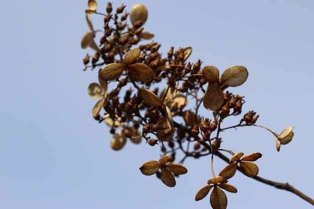 trockene Stängel und Blätter von Hydrangea petiolaris mit selektivem Fokus gegen den Himmel